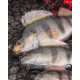 Fox Rage Gumová Nástraha Ultra Realistic Perch Replicant 10cm 19g