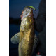 Fox Rage Gumová nástraha Scent Shad Bulk Green Pumpkin 11cm 